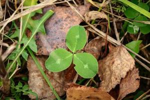 pequeña planta de trébol de tres hojas con puntos blancos que sobresalen de las viejas hojas secas de otoño sobre fondo de hierba foto