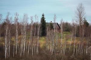 Leafless autumn birch forest with one big pine tree in between on blue sky background photo