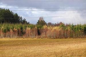 paisaje otoñal con hierba cortada de pasto amarillo y árboles forestales en el fondo bajo un cielo nublado foto