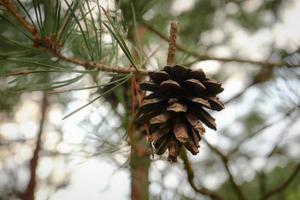 Pine cone hanging on pine tree branch with visible other branches with long needles and tree trunks on sky background photo