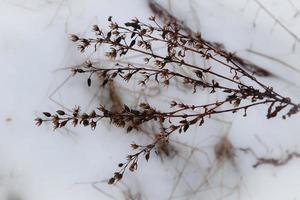 Delicate dry brown weed with buds on snow bokeh background photo