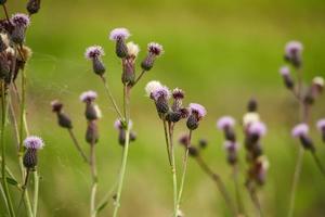 Field with creeping thistle closed buds on blurred green background photo