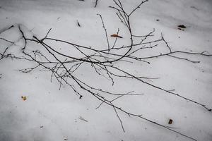 Thin hedge branches with water drops lying on snow background on dull winter day photo