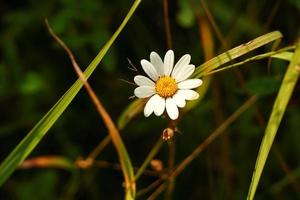 Daisy flower with white petals and yellow center on dark green natural grass background photo