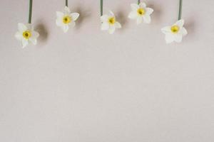 Beautiful fresh daffodils on a beige background top view. an unusual spring image with white and yellow flowers with copy space and flat lay. flower greeting card photo