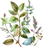 conjunto de erva de planta natural aquarela verde png