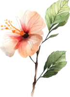 Beautiful Watercolor Painted Flower Cutout png