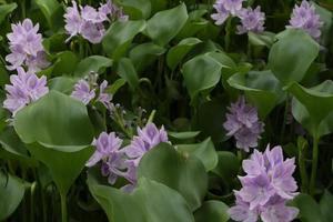 Water Hyacinth. Eichhornia crassipes with a single purple flower.  Water hyacinth in natural water sources photo