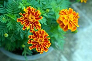 Yellow marigolds are large-flowered varieties that are popular for cutting flowers. They are strong, fast-growing plants. Marigolds are believed to symbolize prosperity. soft and selective focus. photo