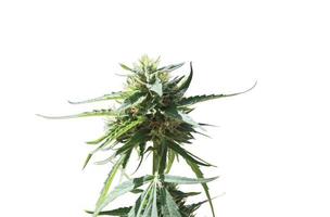 flor de marihuana medicinal con tricomas y pelos y hojas naranjas. la planta de cannabis es completamente.
