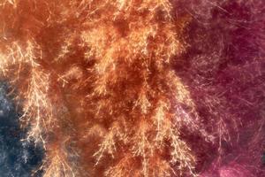 Abstract blurred background of feathers. Pink fluffy bird feathers. photo