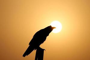 Silhouette of a raven perched on a wooden plank during a beautiful sunset photo