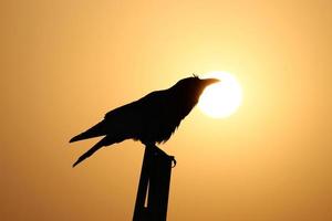 Silhouette of a raven perched on a wooden plank during a beautiful sunset photo