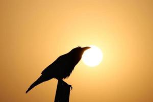 Silhouette of a raven perched on a wooden plank during a beautiful sunset photo