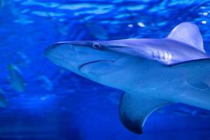 Shark in the water. Aquatic creature. Water world. Sea, ocean, lake and river fauna. Zoo and zoology. photo