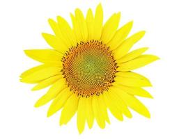 beautiful sunflower flower with different petals isolated on white background photo