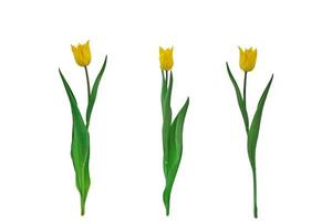 three yellow tulips isolated on white background. set for design. graphic elements photo