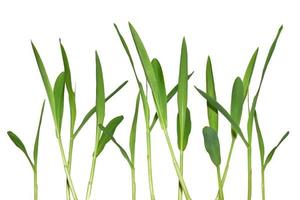 Brotes de hierba joven verde aislado sobre fondo blanco. foto