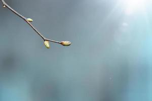 A twig with buds on a solid background with a sun glare. Spring is approaching photo