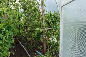 Greenhouse for tomatoes. polycarbonate greenhouses in the garden. Open door to the greenhouse. photo