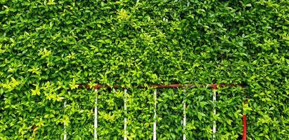 acero de barrera de tráfico rojo y blanco sobre fondo de hojas verdes con espacio de copia. cierre el objeto para no permitir que el vehículo se estacione en esta área. lugar estricto foto