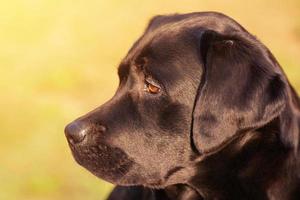 Profile of a labrador retriever dog on a green background. Beautiful young labrador dog. photo