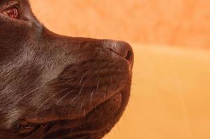 perfil de primer plano de un perro negro. labrador retriever bozal nariz ojos. foto