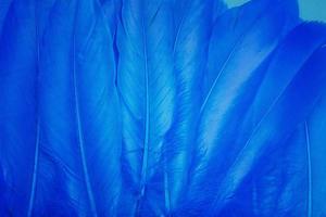 plumas azules sobre un fondo azul. plumas pintadas de azul.