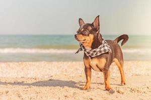 Portrait of a pet dog on vacation. Chihuahua tricolor in a bandana on the background of the sea.