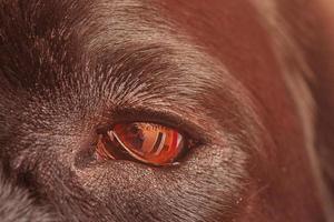 One brown eye of a labrador retriever dog. Macro photo of animal dog eye.