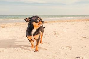 Chihuahua tricolor dog on the background of the sea. Portrait of a mini dog on vacation. photo