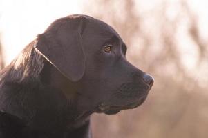 Black labrador retriever. Profile of young dog in focus against sky and blurred trees background. photo