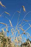 mature ears of wheat against the blue sky photo