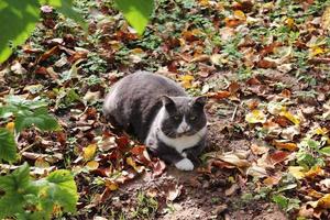 el gato yace en las hojas caídas de otoño foto