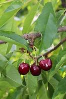 racimo de cerezas maduras foto