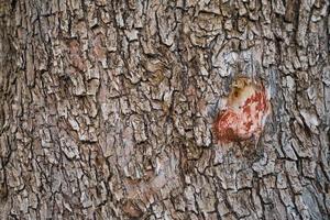 fondo de corteza de un viejo olivo en una granja, marco horizontal, idea de papel tapiz de salvapantallas fácil foto