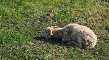 A young lamb sleeps in a meadow, an eco farm, raising animals in a farm. Ramadan photo