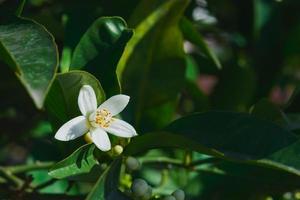 Blooming orange trees. Orange blossom in spring, close up, selective focus idea for background or postcard photo