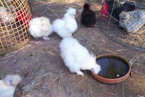 Silkie es peluda y come agua en el fregadero. foto