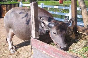 búfalo en tailandia comiendo hierba dentro de la granja foto