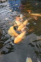 Beautiful koi fish in pond in the garden, Fishes under water, carp fish photo