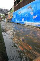 Beautiful koi fish in pond in the garden, Fishes under water, carp fish photo