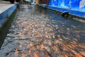 hermosos peces koi en un estanque en el jardín, peces bajo el agua, peces carpa foto