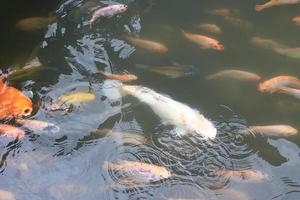 Beautiful koi fish in pond in the garden, Fishes under water, carp fish photo