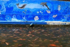 Beautiful koi fish in pond in the garden photo