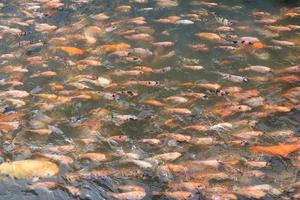 Beautiful koi fish in pond in the garden, Fishes under water, carp fish photo