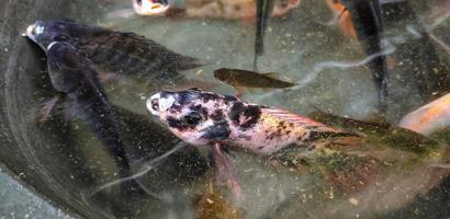 Selection of Red tilapia fish or Oreochromis niloticus for breeding in ponds. The fish are quite large and almost the same as an adult's hand photo