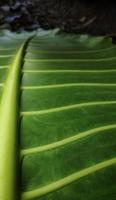 A portrait of the leaf bone motif of the alocasia macrorrhizos or giant taro plant, suitable as a natural background photo