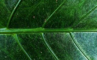 un motivo de hoja de taro gigante con el nombre latino alocasia macrorrhizos, se usa comúnmente para fondos naturales en teléfonos inteligentes foto