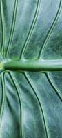 un retrato del motivo del hueso de la hoja de la alocasia macrorrhizos o planta de taro gigante, adecuado como fondo natural foto